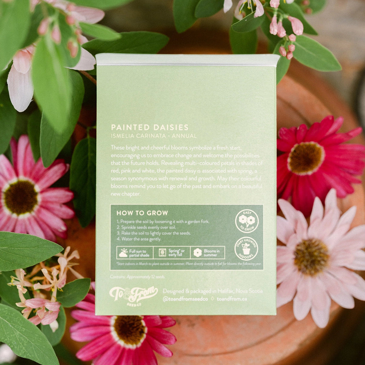 Painted Daisies Seed Pack