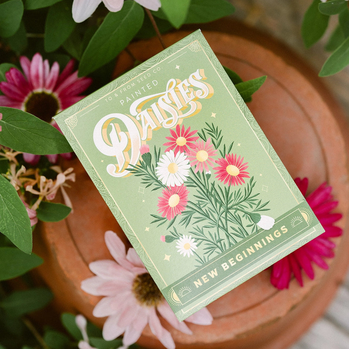 Painted Daisies Seed Pack