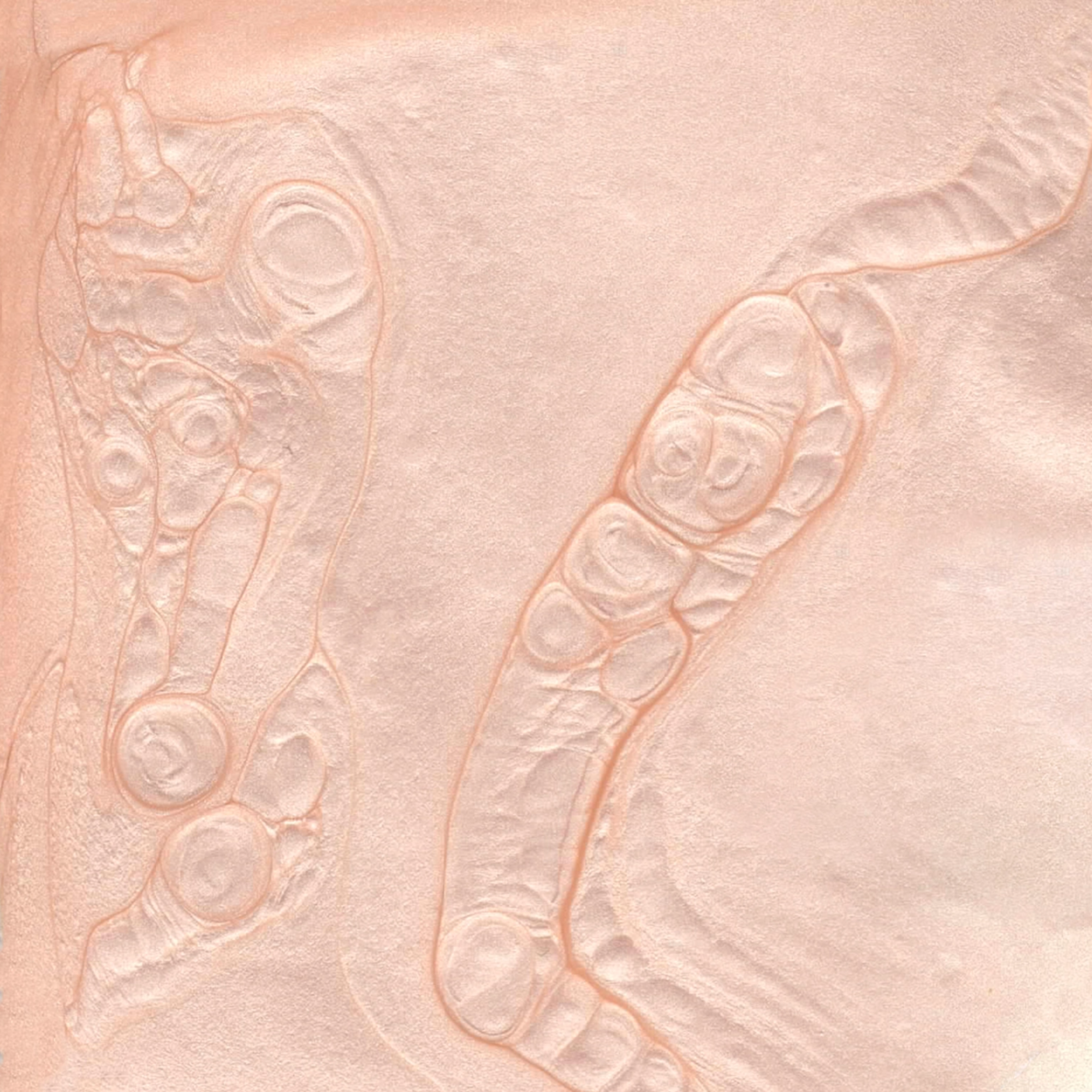 Vegan Nail Polish | BKIND